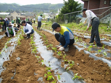 휴경지 고구마 나눔농장(가평읍)