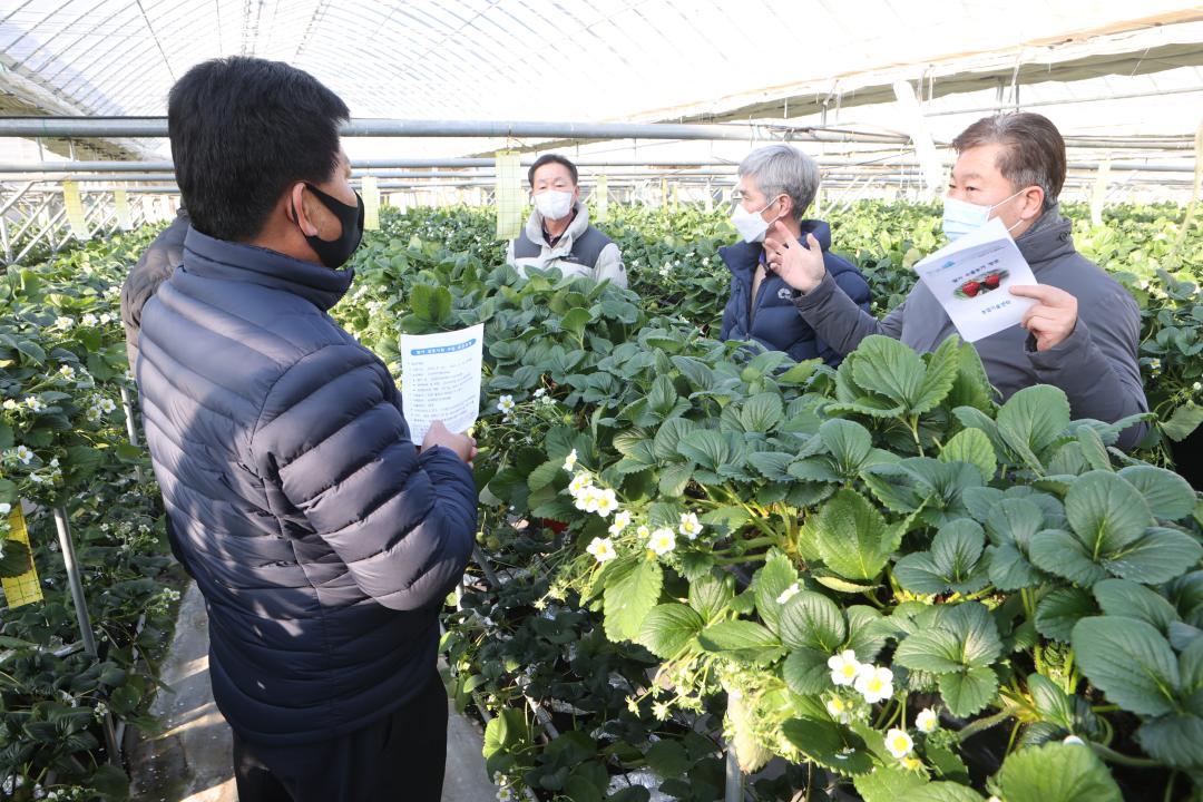 '코로나19 극복을 위한 딸기농가 방문격려' 게시글의 사진(2) '20210209 보도자료(딸기농가 방문) 관련 사진.JPG'